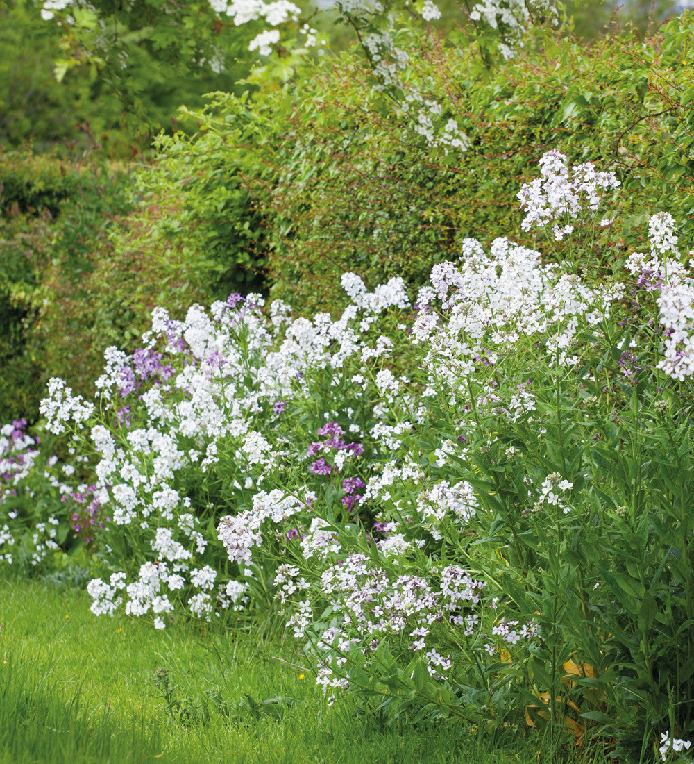 Sarah Raven Plants Hesperis albiflora Saatgut 500 Samen weiß duftend
