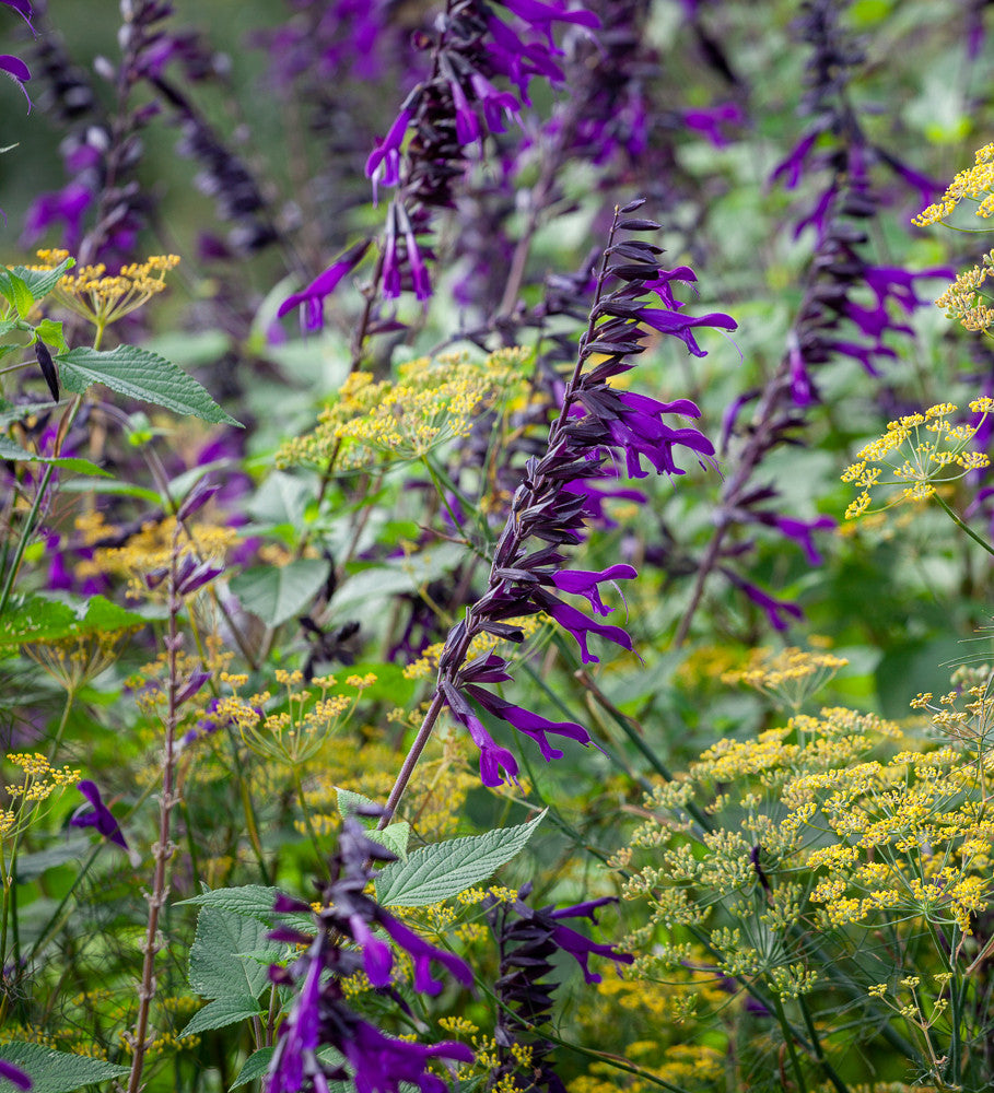 Sarah Raven Salvia Amistad Pflanze 3x 9cm Topf Dauerblüher