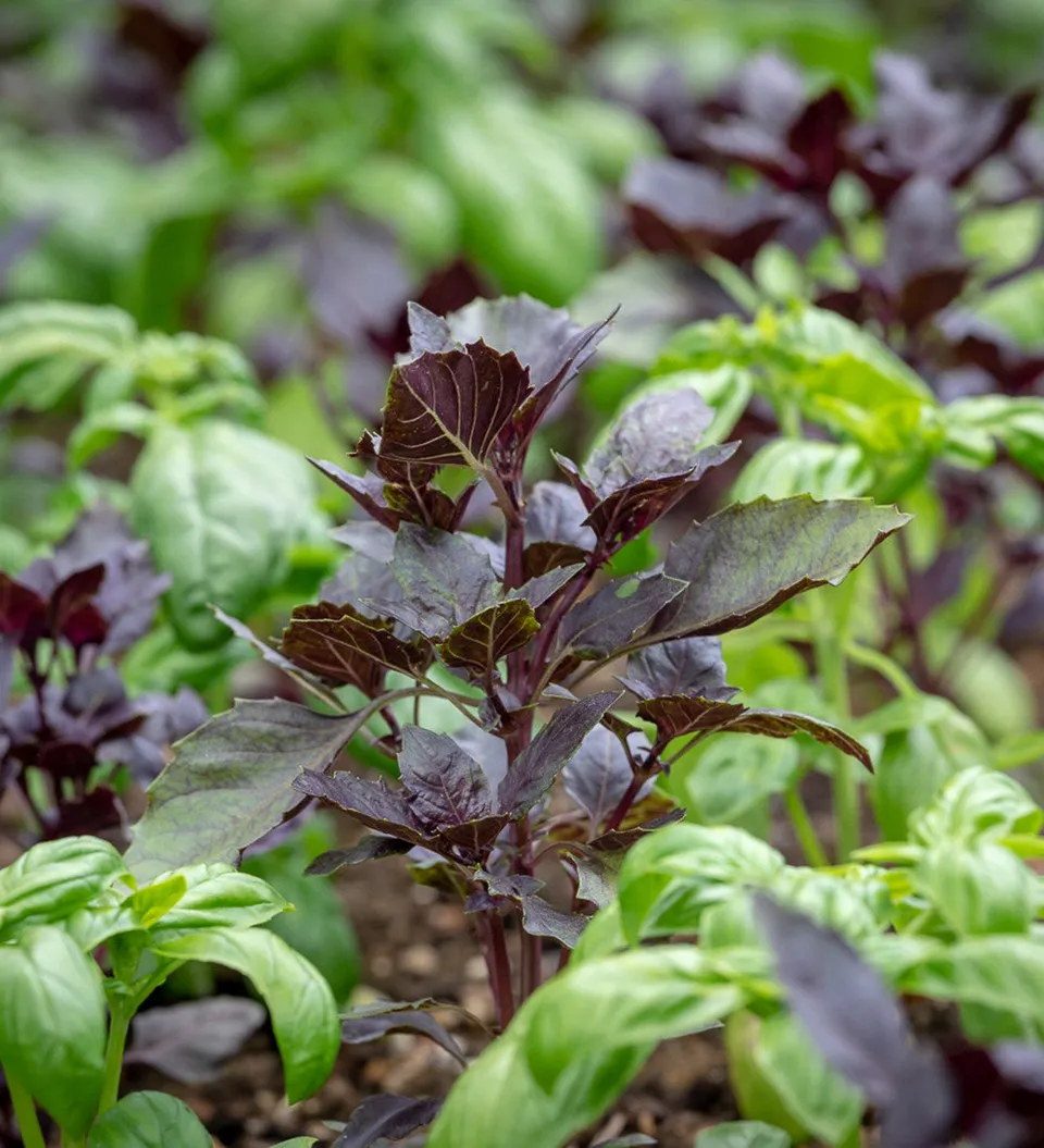 Sarah Raven Seeds Basil Red Boza Samen 300 Samen rot