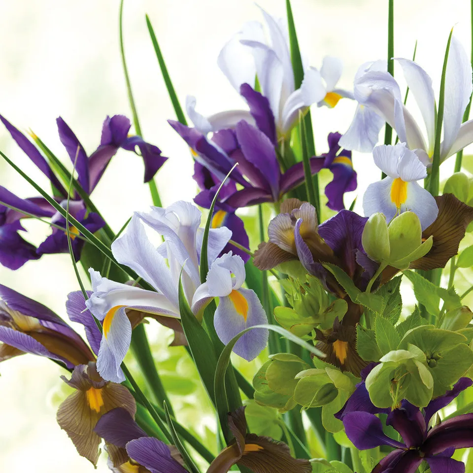 Sarah Raven Bulbs Dutch Iris Mix Blumenzwiebeln 75 Stück