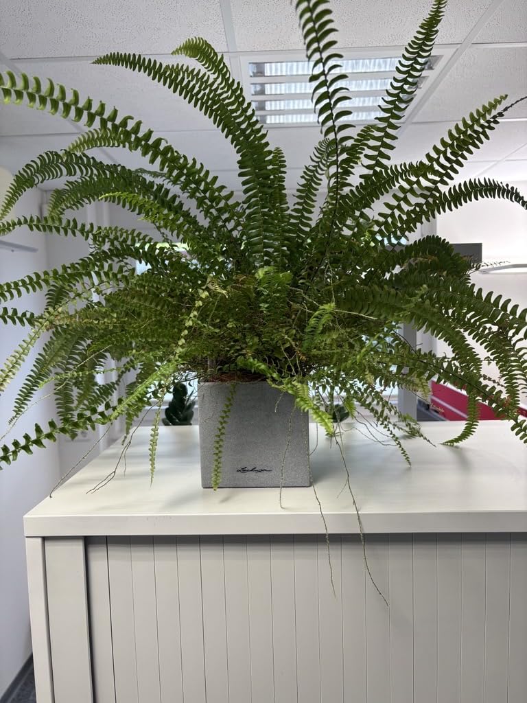Lechuza Canto Stone 14 Kräutertopf Sandbeige Bewässerung