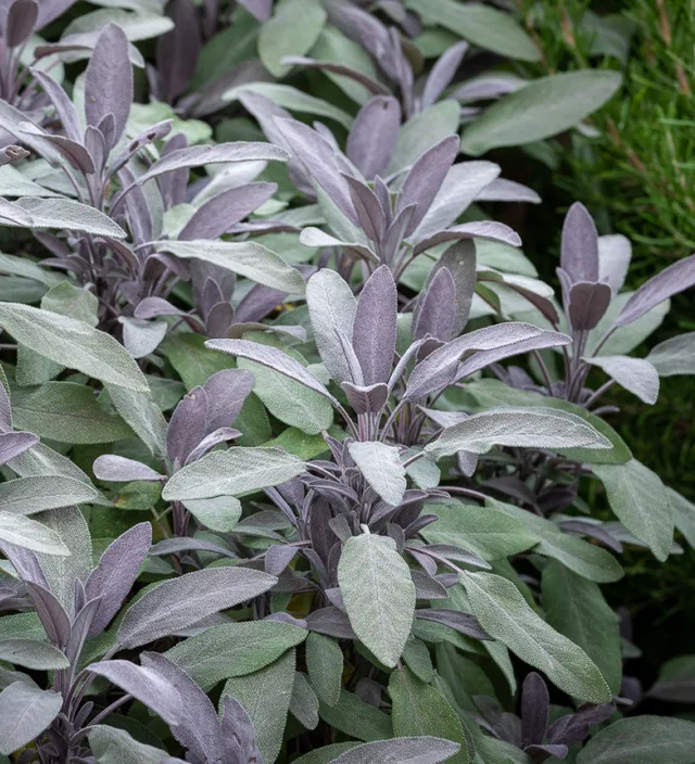 Sarah Raven Seeds Purple Sage Salbeipflanze 2-Liter-Topf wintergrün