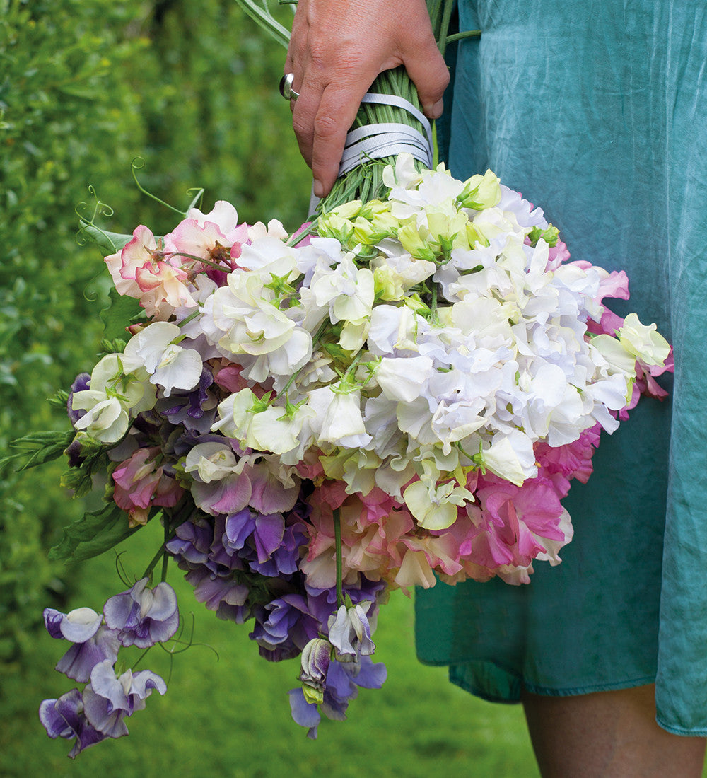 Sarah Raven Seeds Aegean Summer Sweet Pea Samen 20 duftend