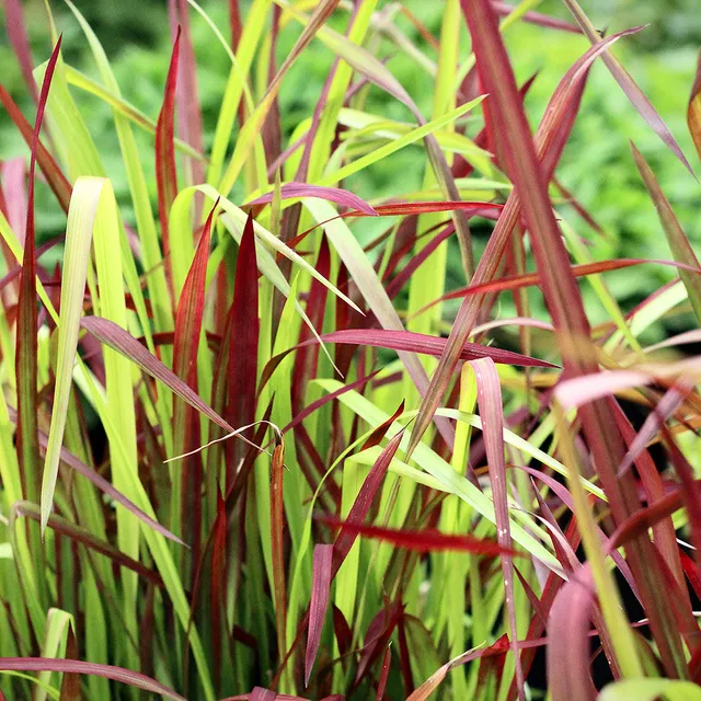 Sarah Raven Imperata Red Baron Ziergras 3x 9cm Topf rot