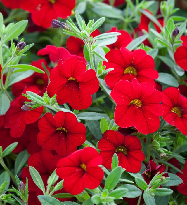 Sarah Raven Plants Calibrachoa Cabaret Double Red Pflanze 3x9cm rot