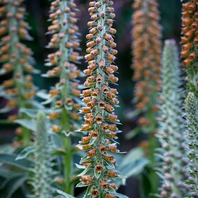 Sarah Raven Plants Digitalis parviflora Milk Chocolate Pflanze 9cm