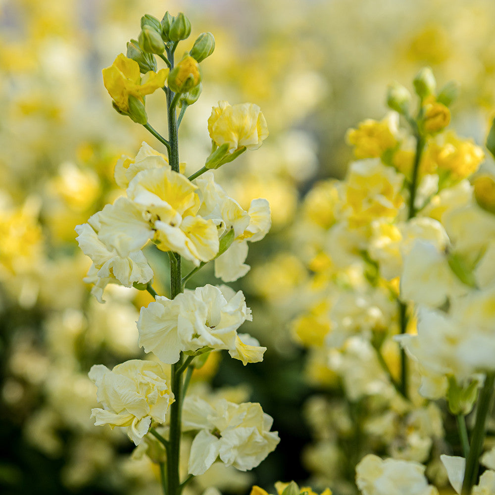 Sarah Raven Plants Wallflower Taffeta Primrose Goldlack 3x9cm gelb duftend