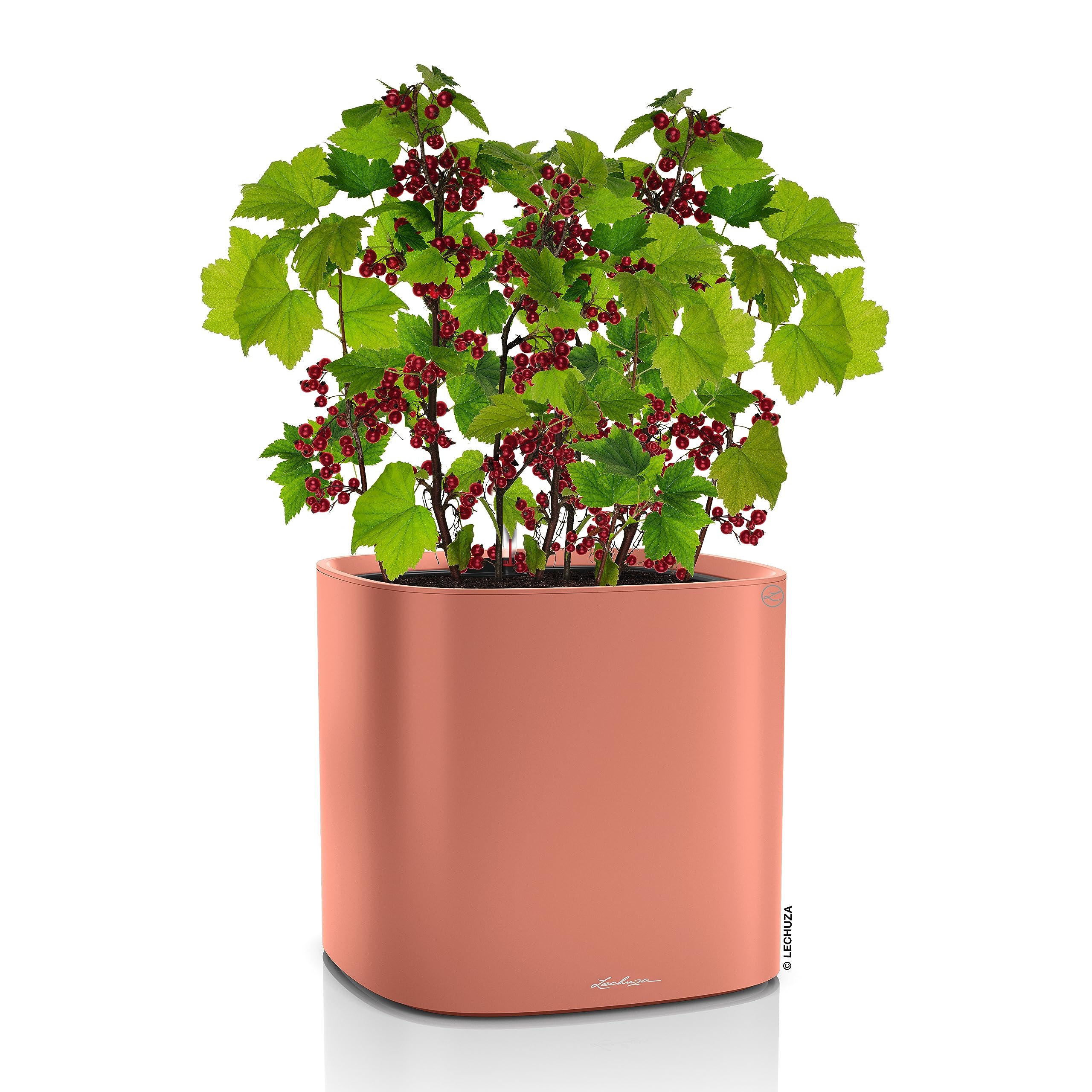Lechuza Pila Planter 35 korallrot mit Bewässerung