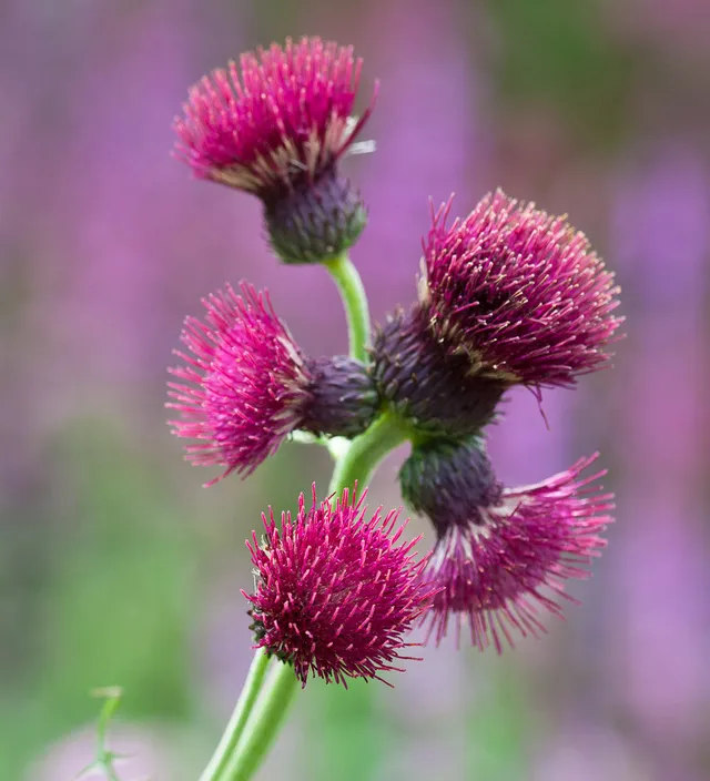 Sarah Raven Cirsium Atropurpureum Staude 2-Liter-Topf Bienenweide