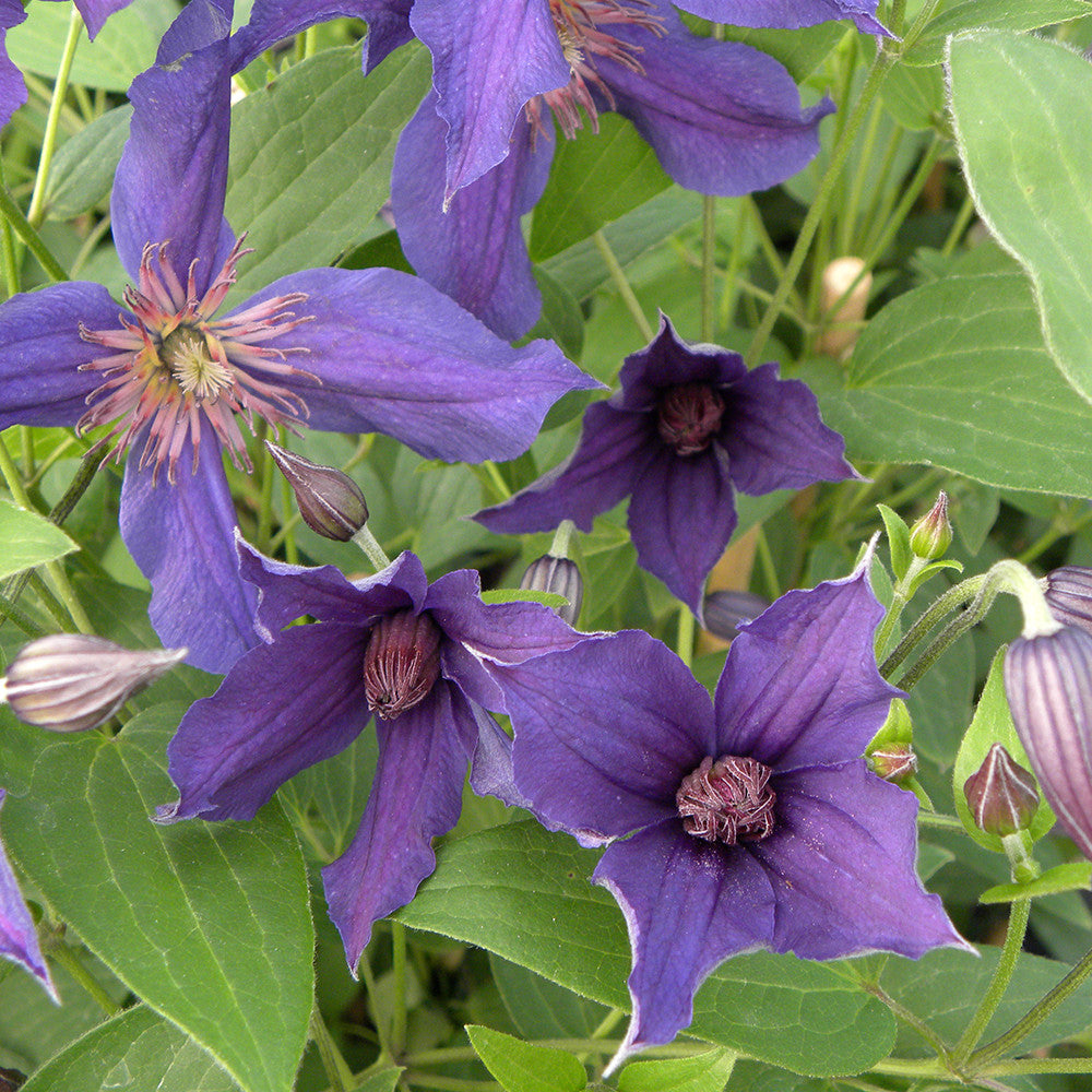 Sarah Raven Plants Clematis Saphyra Violetta Kletterpflanze 2L lila