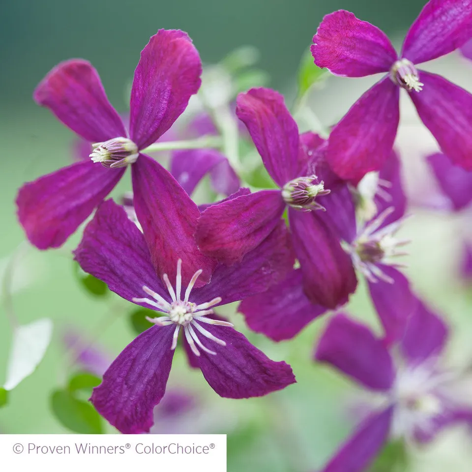 Sarah Raven Plants Clematis Sweet Summer Love Pflanze 2L Rot