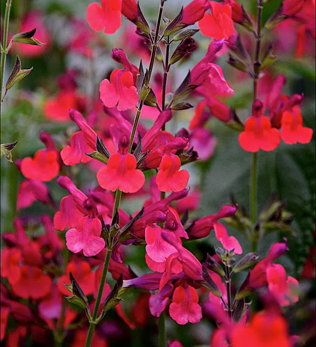 Sarah Raven Plants Salvia Wine and Roses Pflanze 2 Liter rot