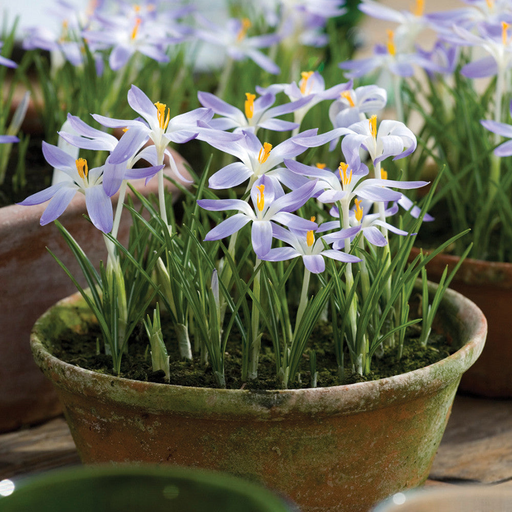 Sarah Raven Bulbs Crocus tommasinianus Krokuszwiebeln 25 Stück früh