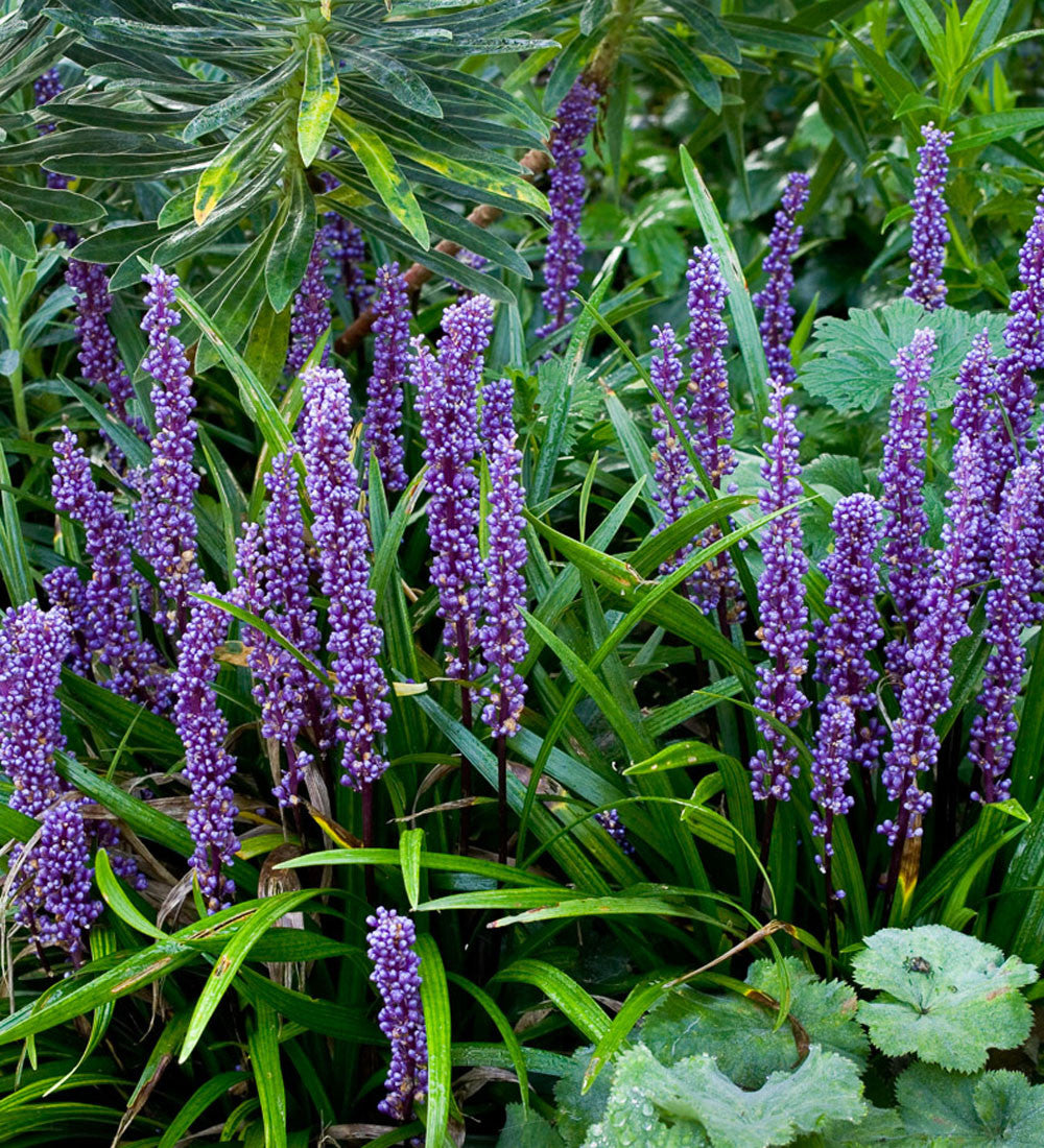Sarah Raven Liriope muscari Schattenstaude 3 x 9cm Töpfe