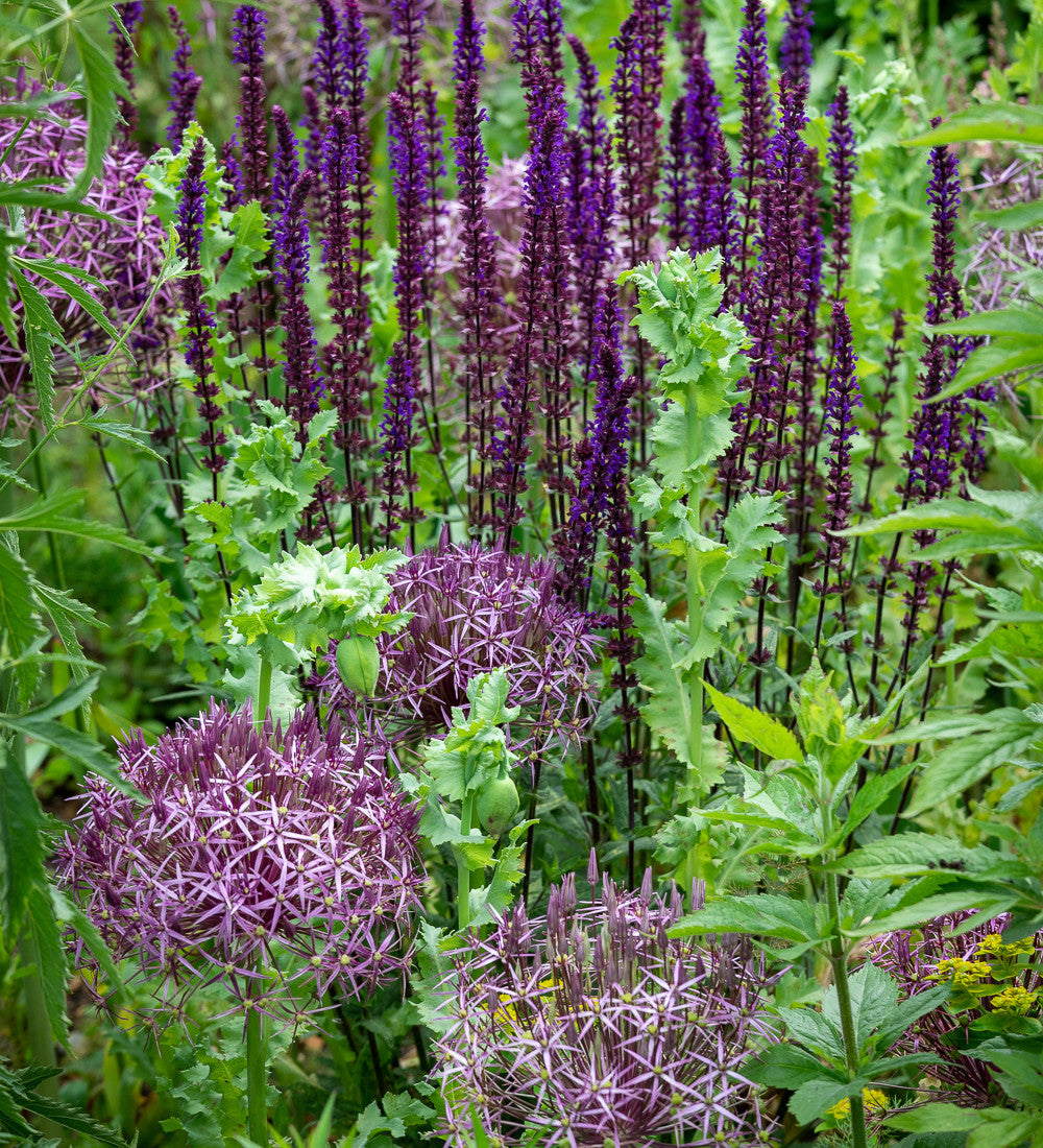 Sarah Raven Bulbs Allium cristophii Zwiebeln 15 Zwiebeln lila