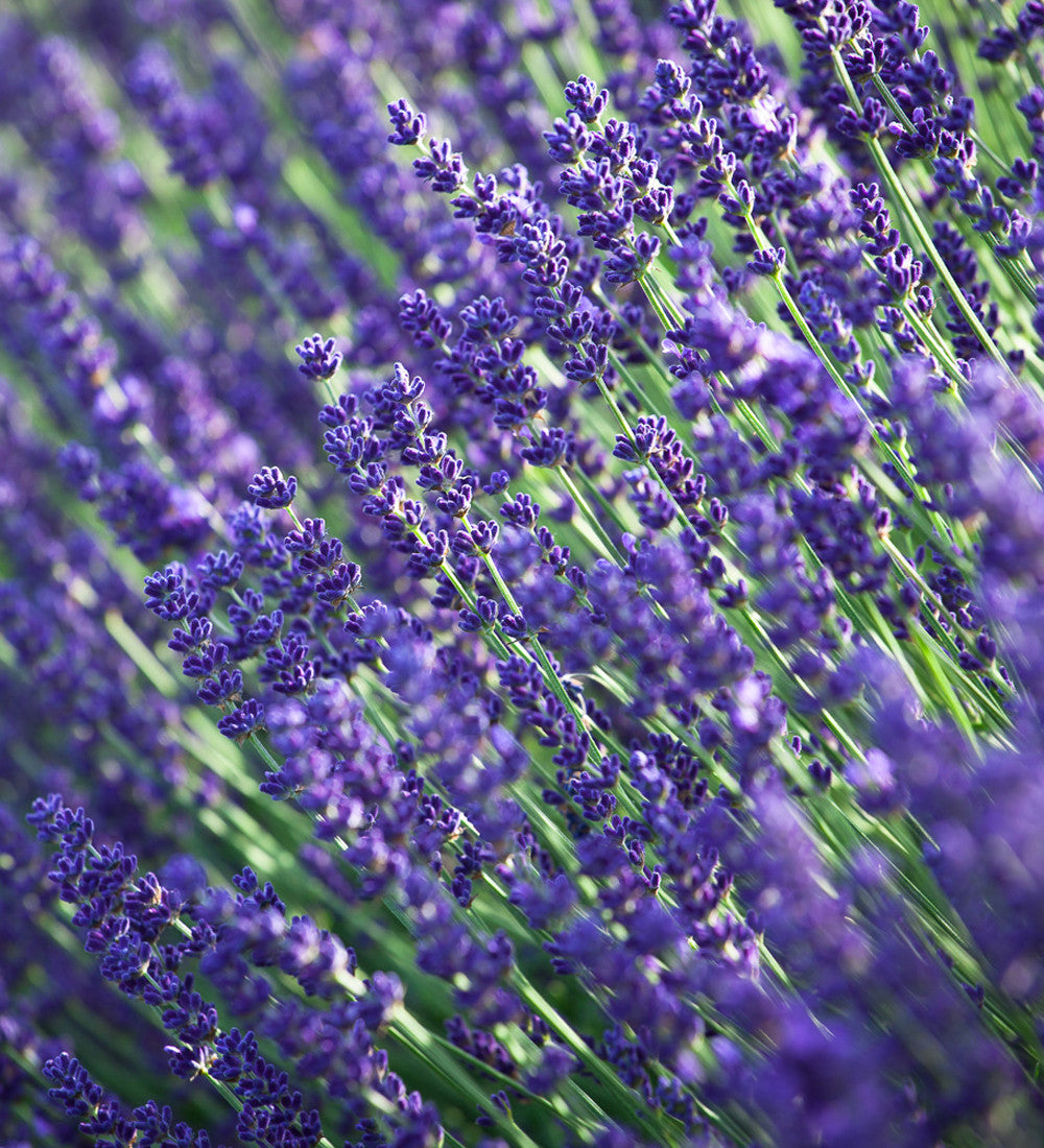 Sarah Raven Seeds Line a Path Lavender Mix Samen 100 Stück