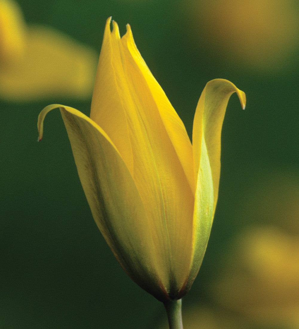 Sarah Raven Bulbs Tulip sylvestris Blumenzwiebeln 10 gelb duftend