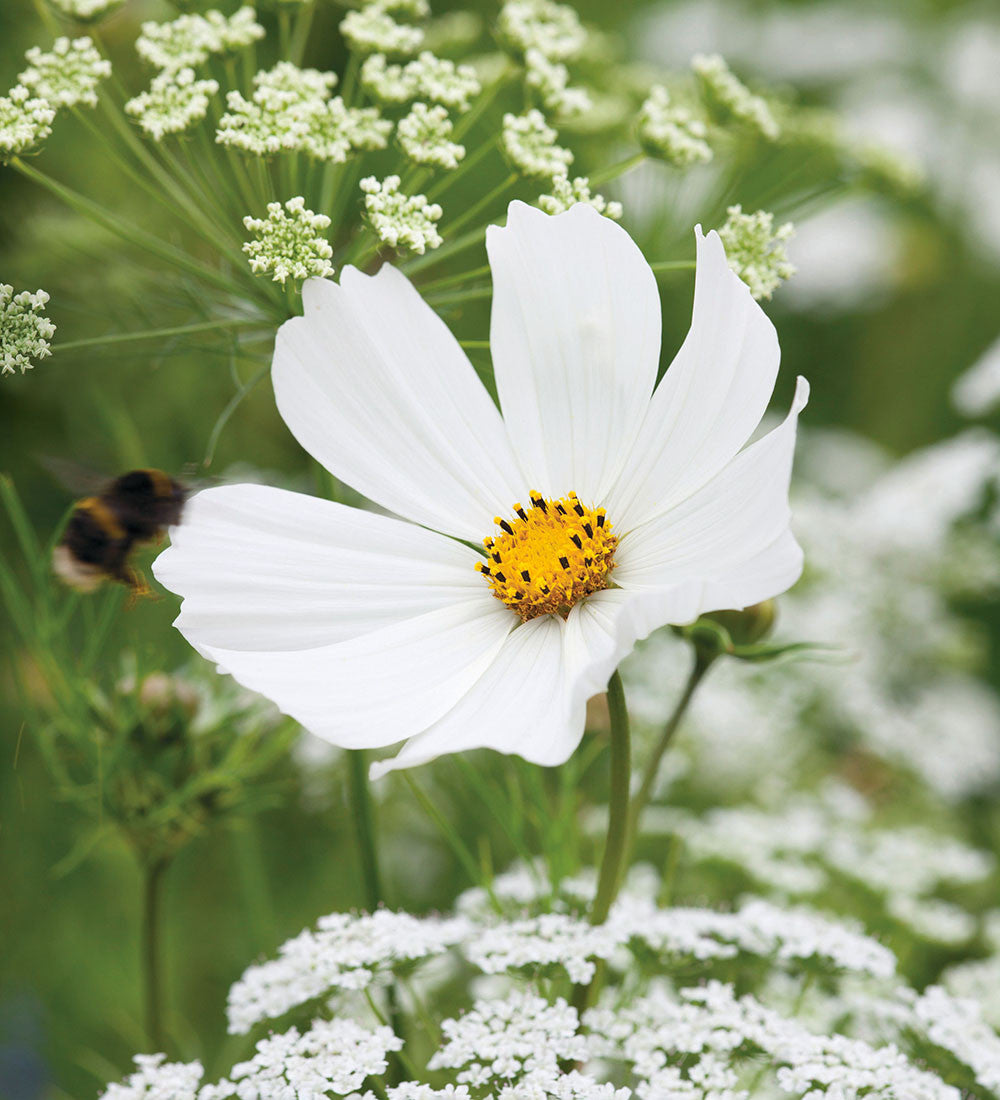 Sarah Raven Plants Pale Cosmos Collection Pflanzen 12x 9cm helle Mischung