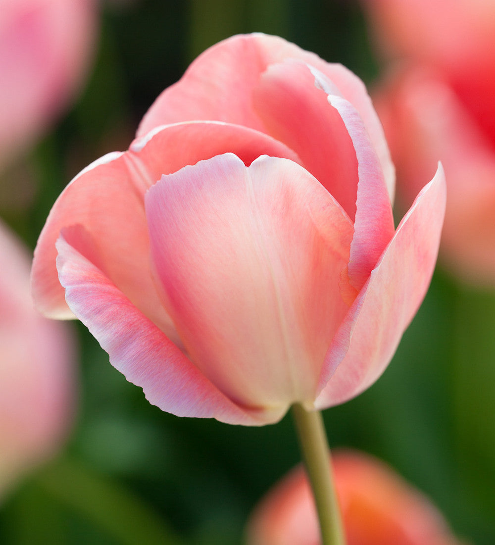 Sarah Raven Fruit Salad Tulpen Blumenzwiebeln 25 Stück apricot-lila