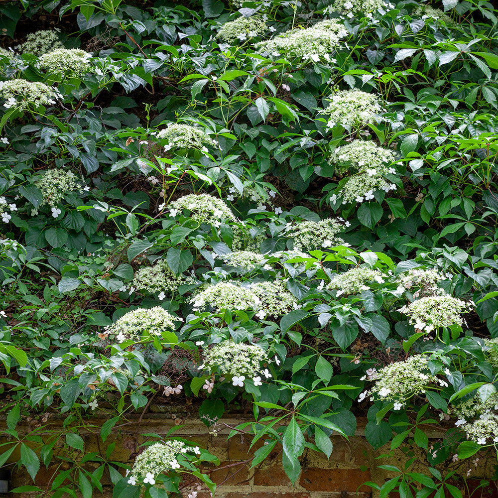 Sarah Raven Plants Hydrangea petiolaris Kletterhortensie 2 Liter Schatten