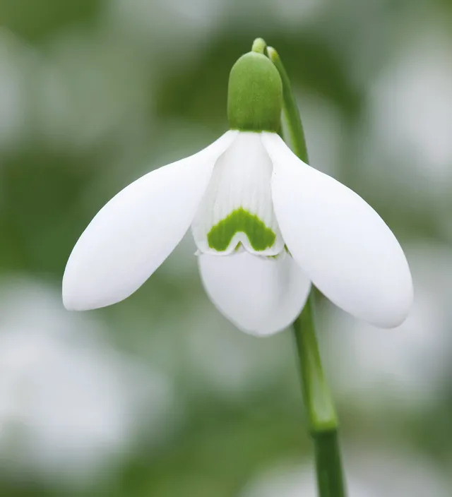 Sarah Raven Bulbs Galanthus Sam Arnott Blumenzwiebeln 30 Stück weiß