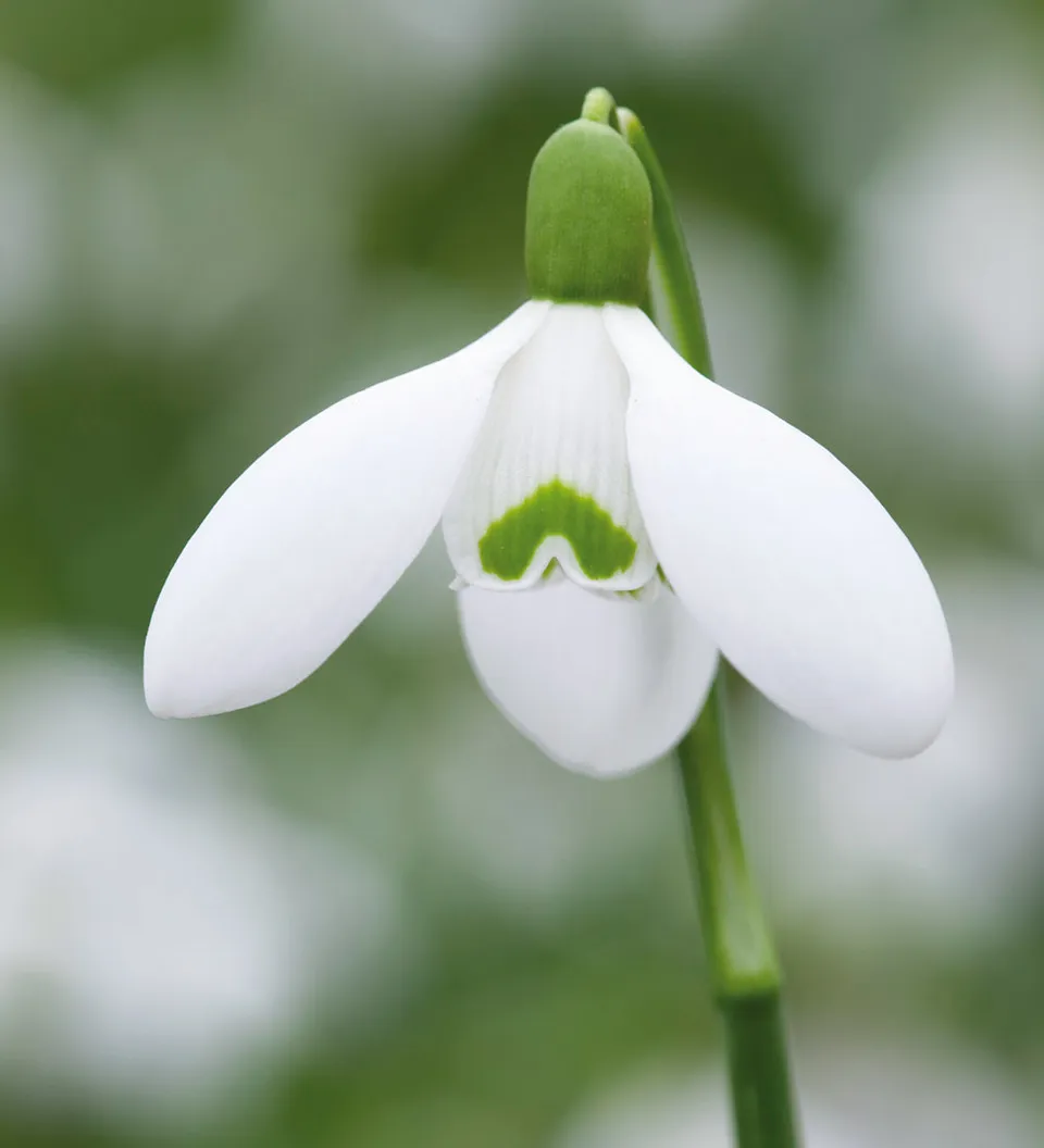 Sarah Raven Bulbs Galanthus Sam Arnott Blumenzwiebeln 30 Stück weiß
