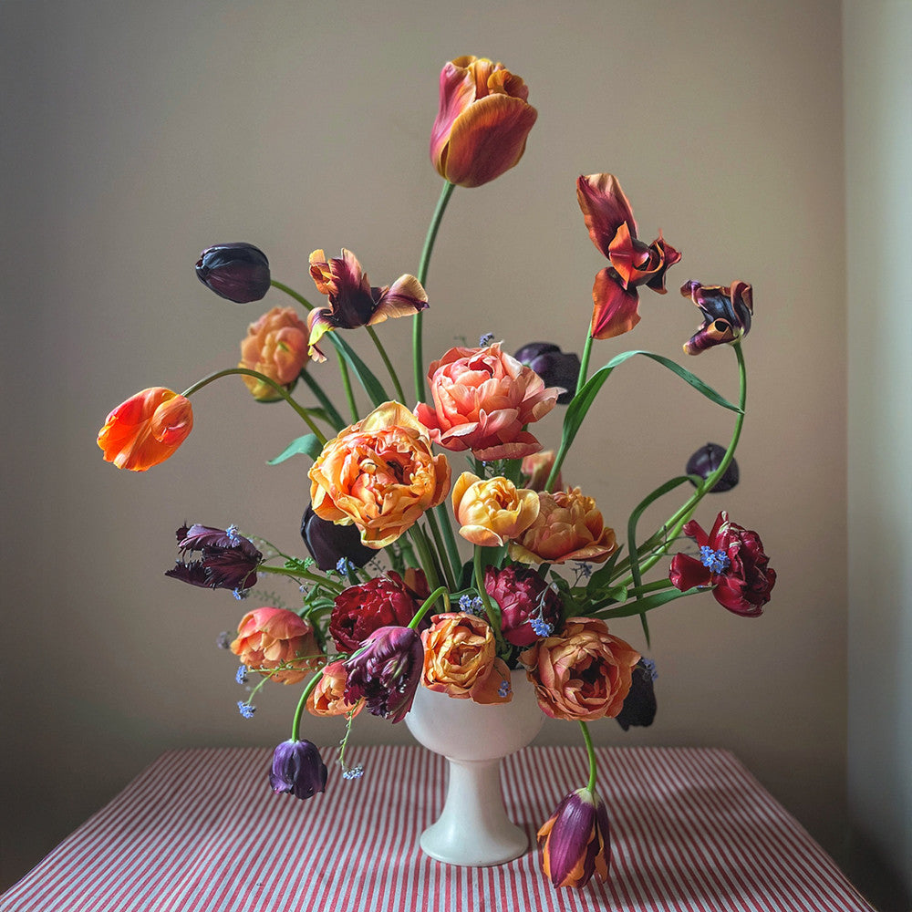 Sarah Raven Bulbs Swallows Damsons Tulip Zwiebeln 25 dunkelrot