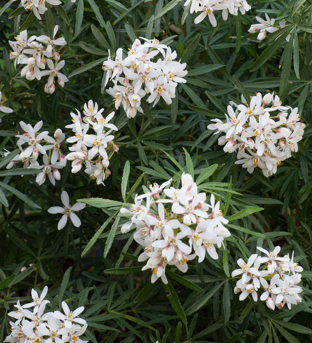 Sarah Raven Plants Choisya White Dazzler Strauch 1 x 2 Liter Topf weiß