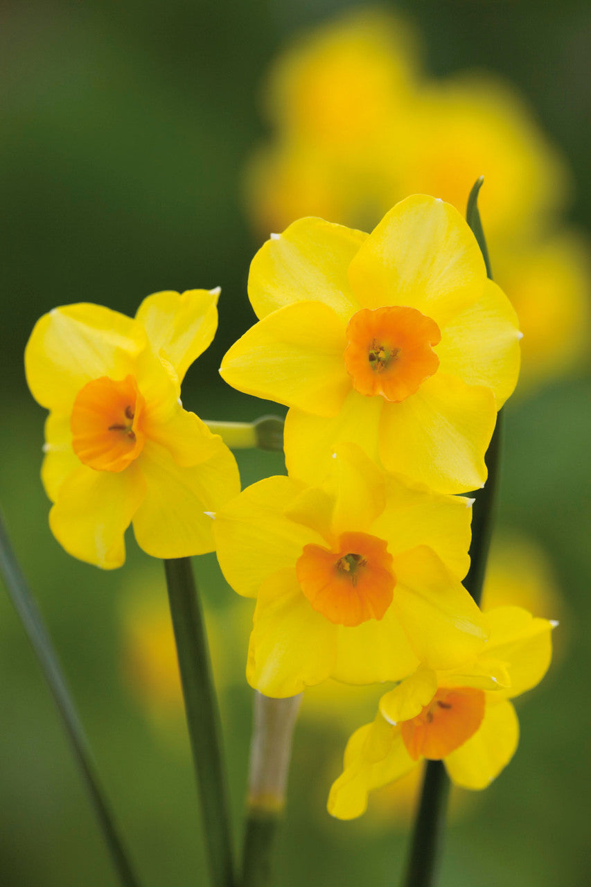 Sarah Raven Bulbs Narcissus Martinette Blumenzwiebeln 15 Zwiebeln duftend
