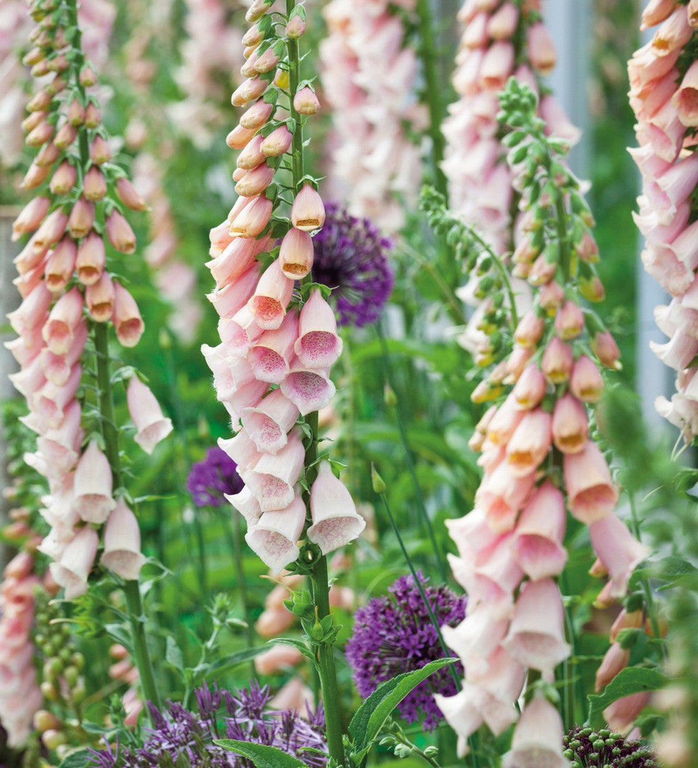 Sarah Raven Foxglove Collection Saatgut 1000 Samen