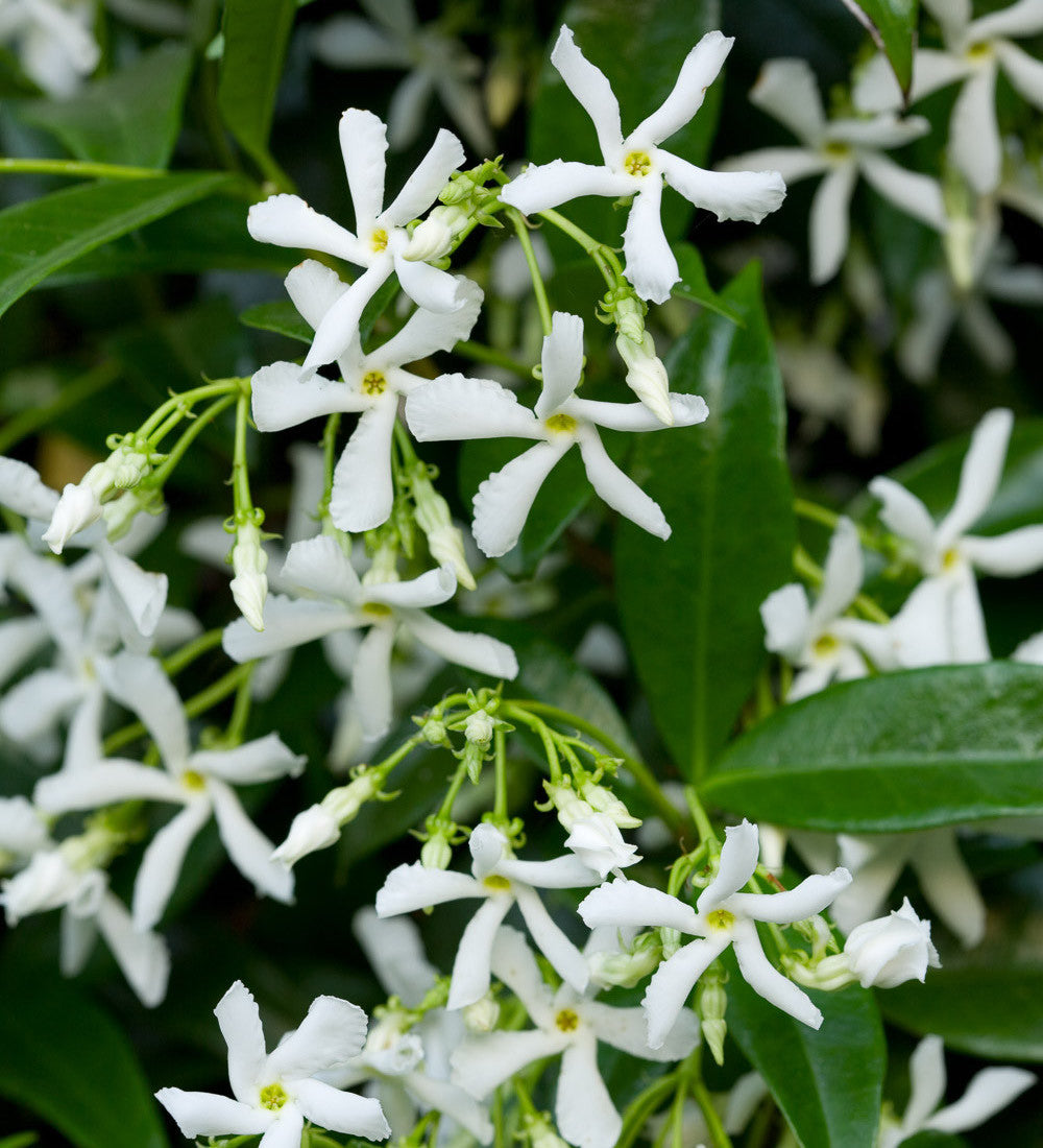 Sarah Raven Plants Trachelospermum jasminoides Pflanze 3L Topf