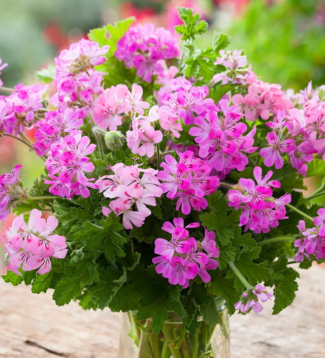 Sarah Raven Pelargonium Collection Geranien 6x 9cm Töpfe Duft