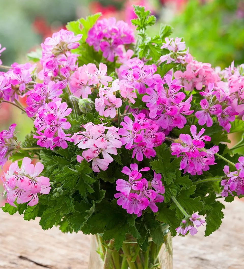 Sarah Raven Pelargonium Collection Geranien 6x 9cm Töpfe Duft