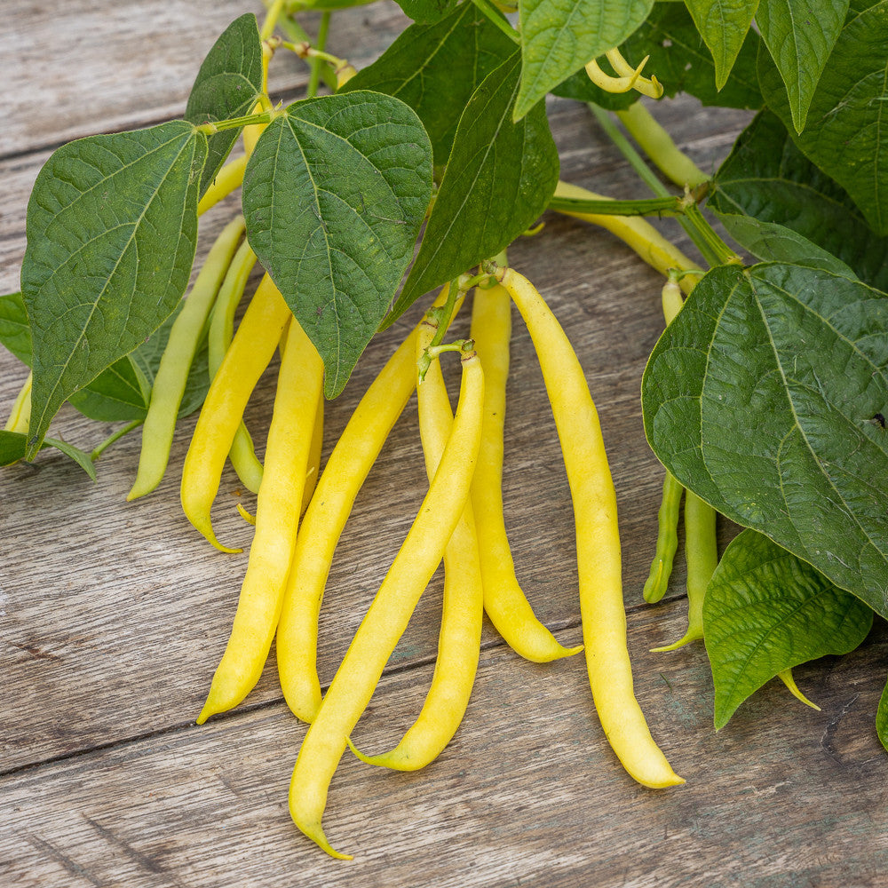 Sarah Raven Seeds Kletterbohne Monte Gusto Bohnensamen 50 Samen gelb
