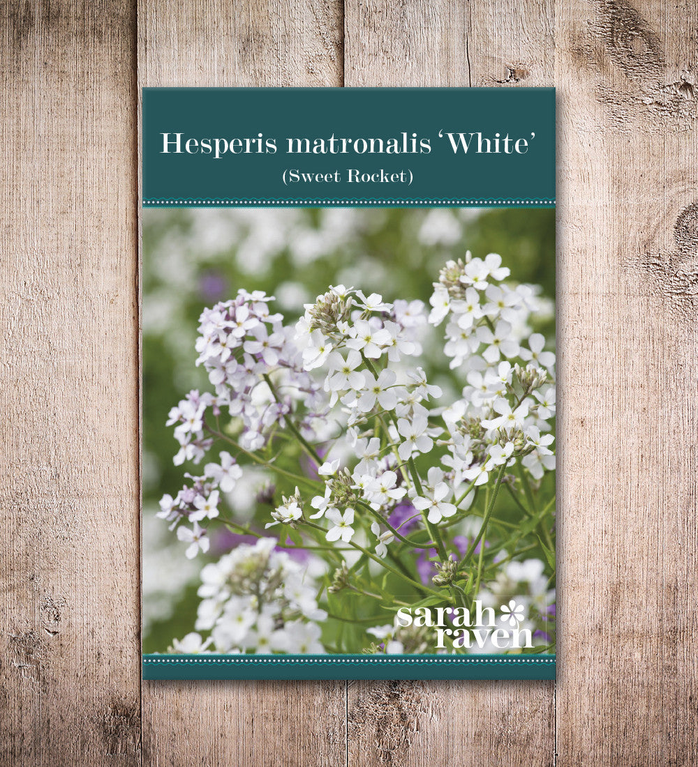 Sarah Raven Plants Hesperis albiflora Saatgut 500 Samen weiß duftend