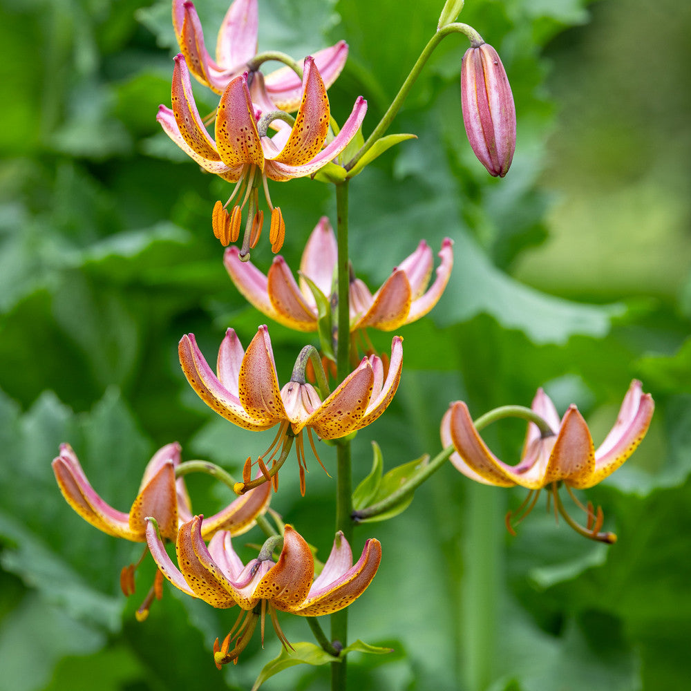 Sarah Raven Bulbs Lilien Manitoba Morning Blumenzwiebeln 3 Zwiebeln