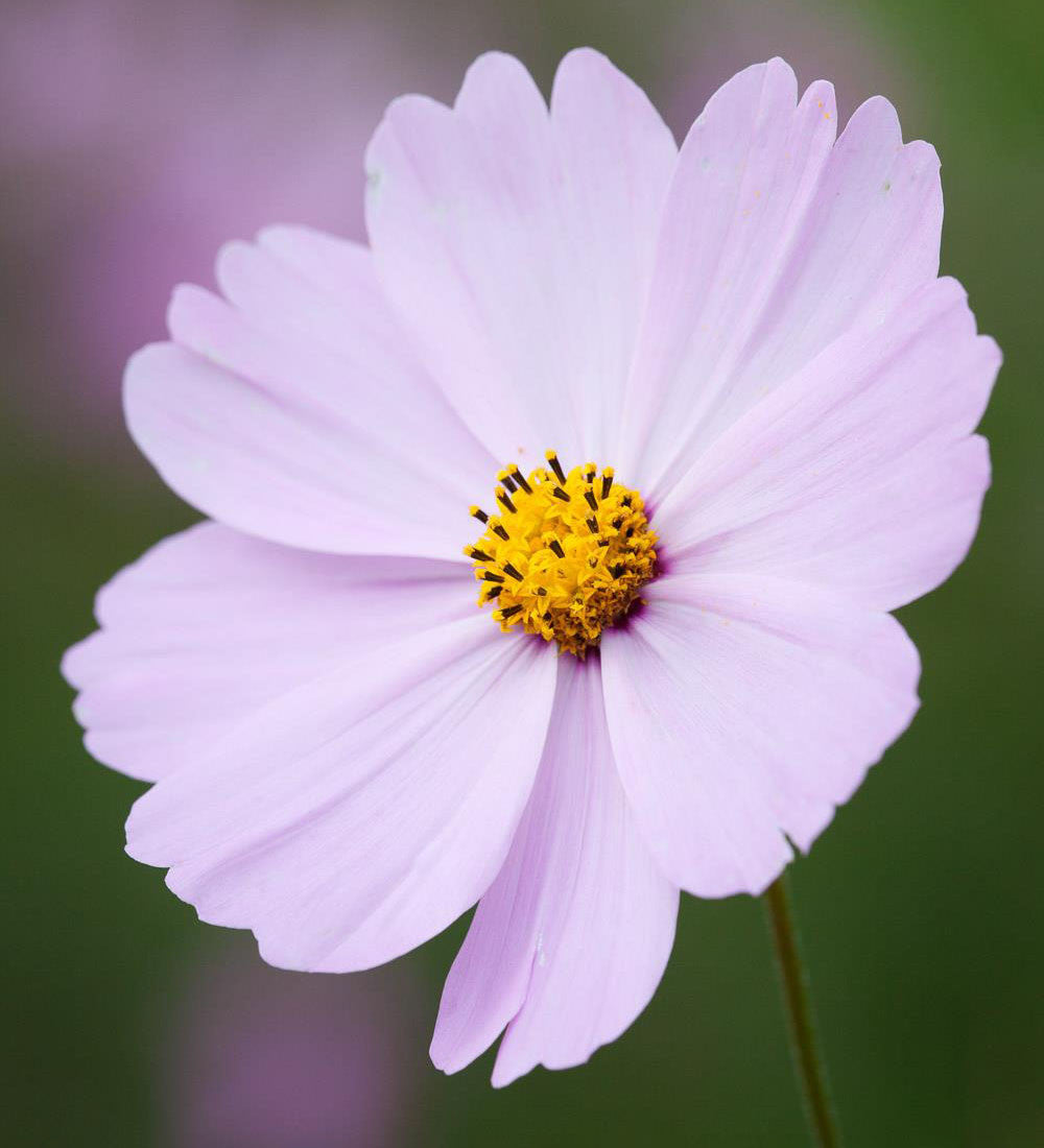 Sarah Raven Plants Pale Cosmos Collection Pflanzen 12x 9cm helle Mischung