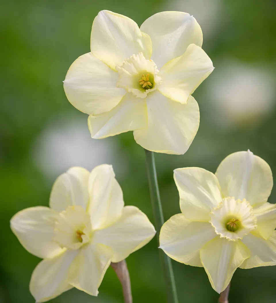 Sarah Raven Narcissus Avalon Blumenzwiebeln 15 Stück hellgelb