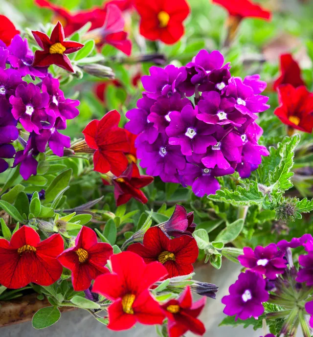 Sarah Raven Plants Amethyst Ruby Set 6x9cm Topf Balkonblumen