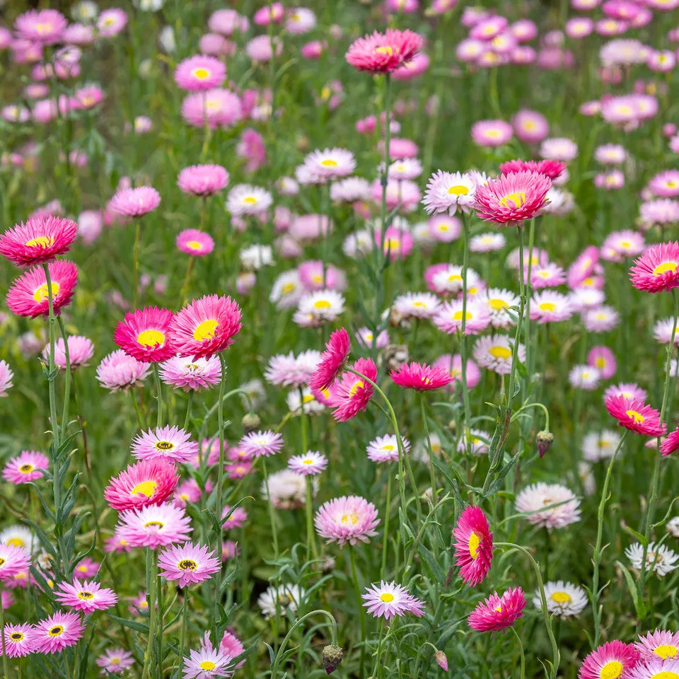 Sarah Raven Seeds Acroclinium Double Mixed Blumensamen 100 Samen
