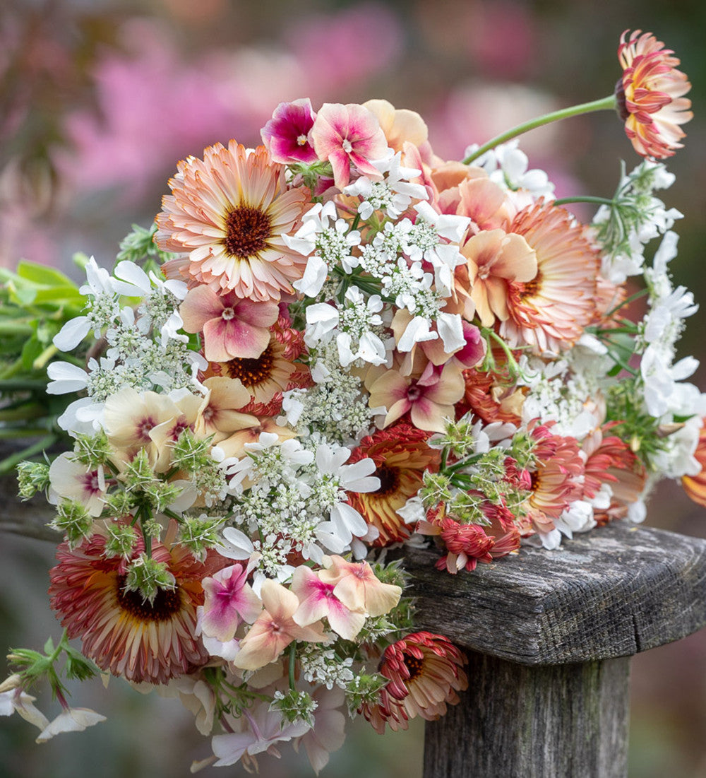 Sarah Raven Plants Phlox Cherry Caramel Blumensamen 175 Samen einjährig