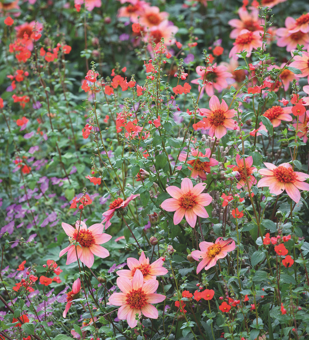 Sarah Raven Bulbs Dahlia Totally Tangerine Knollen orange langblühend
