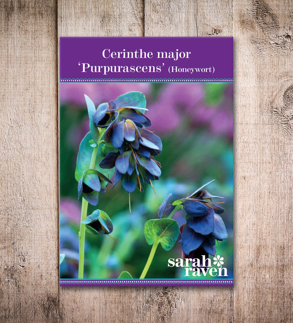 Sarah Raven Plants Cerinthe major Purpurascens Blumensamen 12 Samen