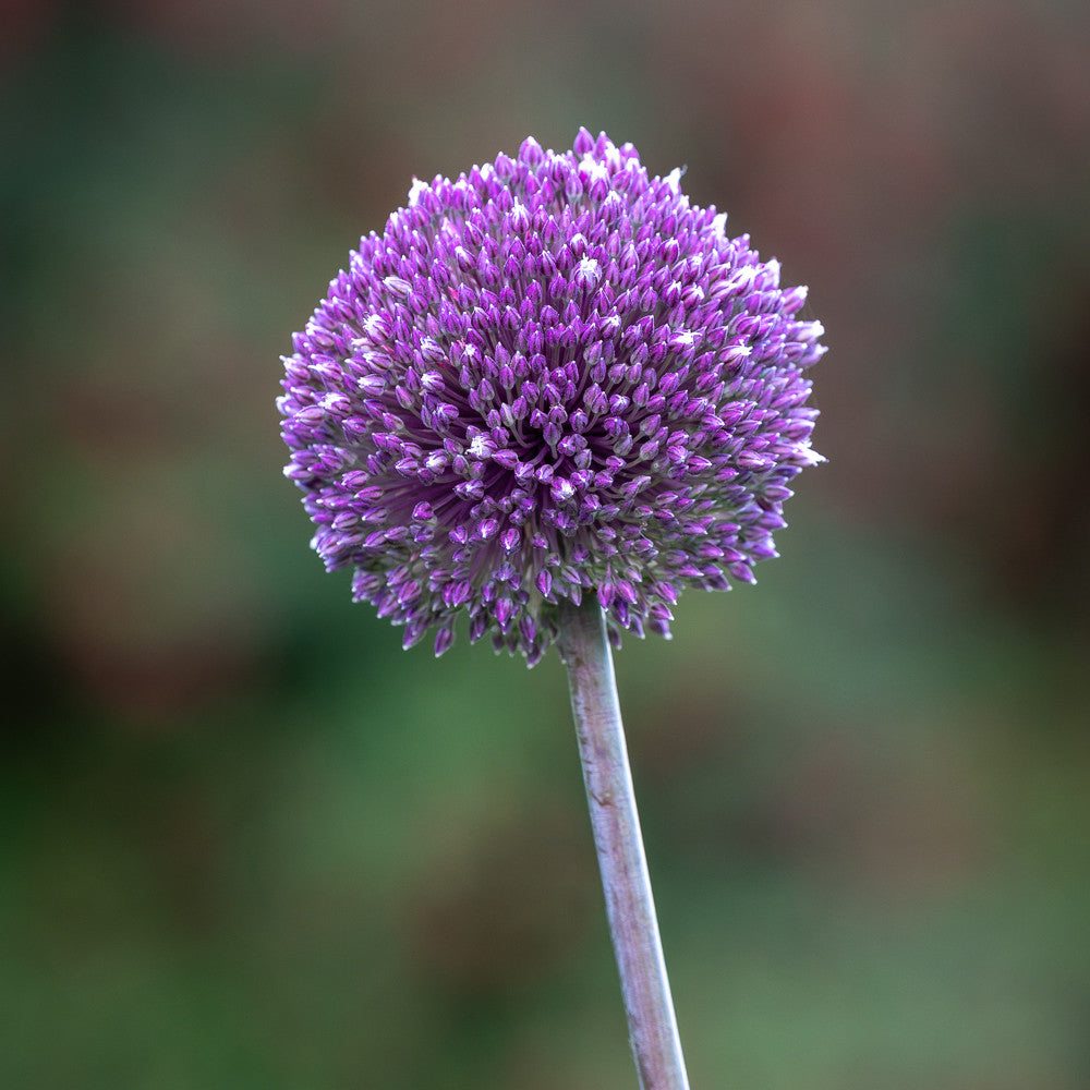 Sarah Raven Bulbs Allium Summer Drummer Blumenzwiebeln 5 Stück