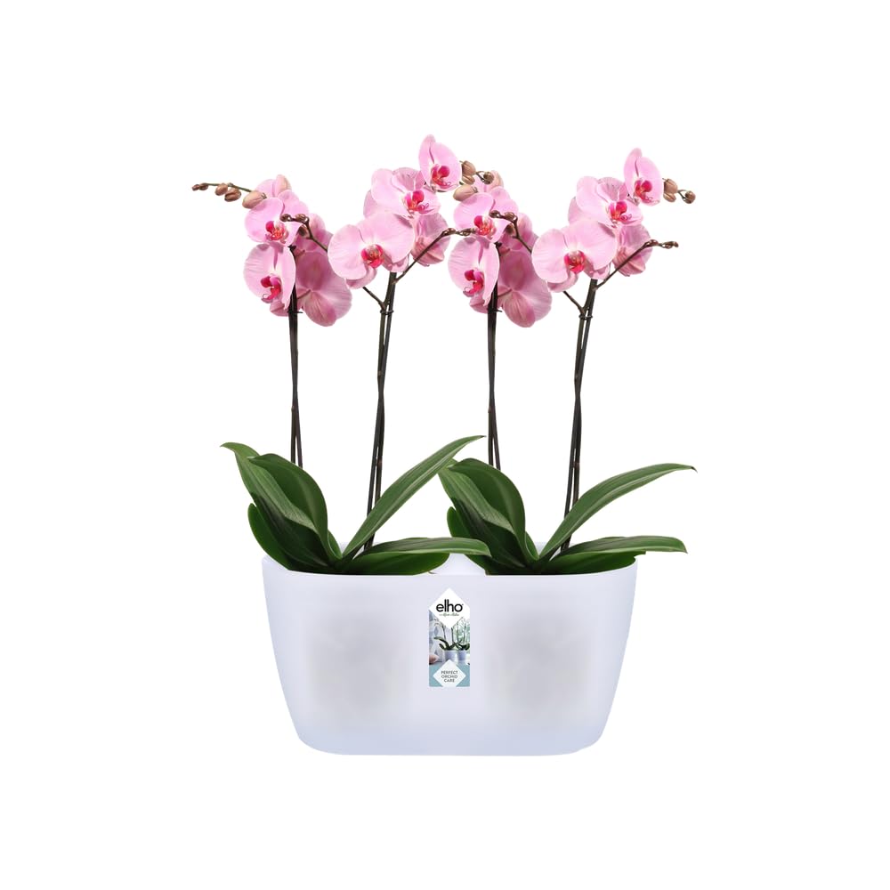 elho Brussels Orchidee Duo Blumentopf 25 cm transparent Doppel