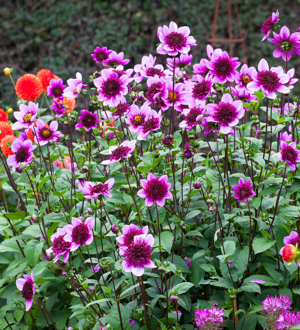 Sarah Raven Dahlia Blue Bayou Dahlienknolle 1 Knolle nektarreich
