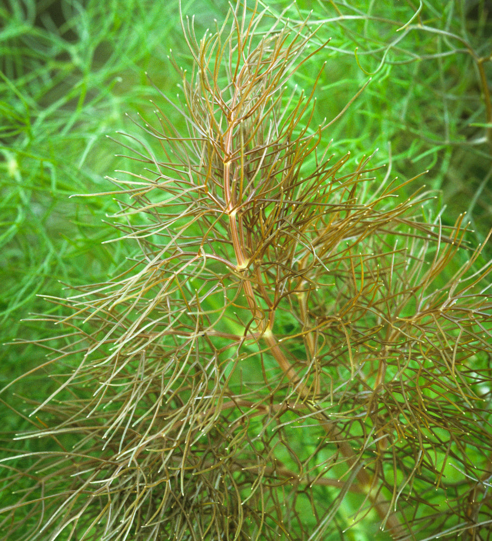 Sarah Raven Plants Bronze Fenchel Pflanze 6x 9cm Töpfe essbar