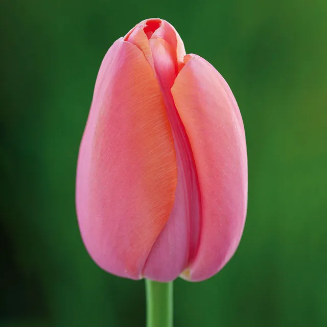 Sarah Raven Tulpe Menton Blumenzwiebeln Koralle-Rosa 10 Stück