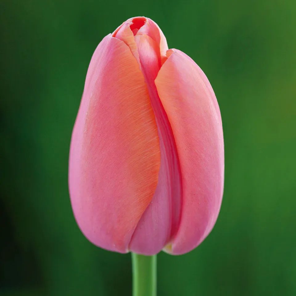 Sarah Raven Tulpe Menton Blumenzwiebeln Koralle-Rosa 10 Stück