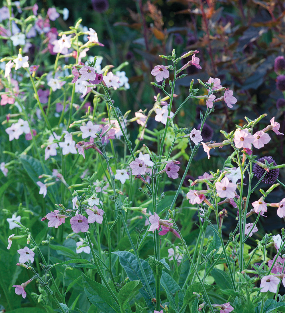 Sarah Raven Seeds Nicotiana Schatten Samen 3 Tütchen